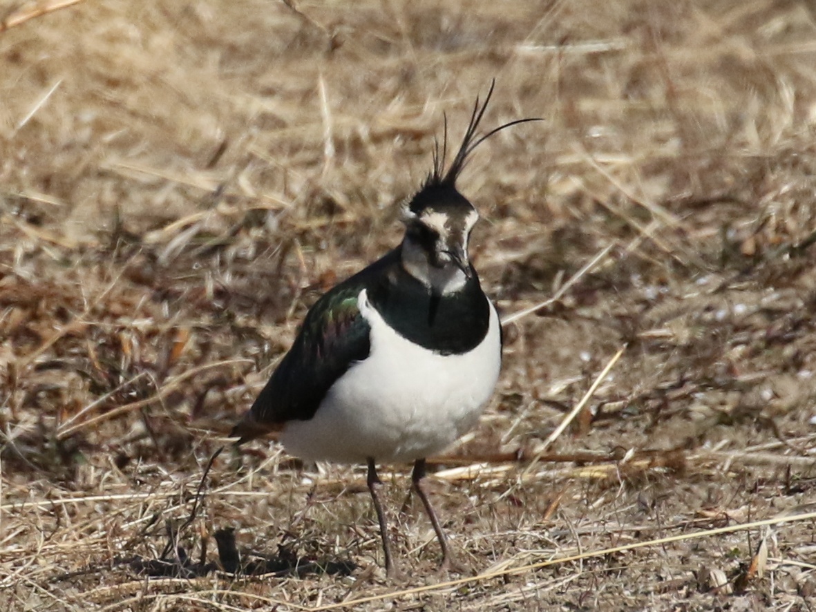 f:id:digibirds:20210110074225j:plain