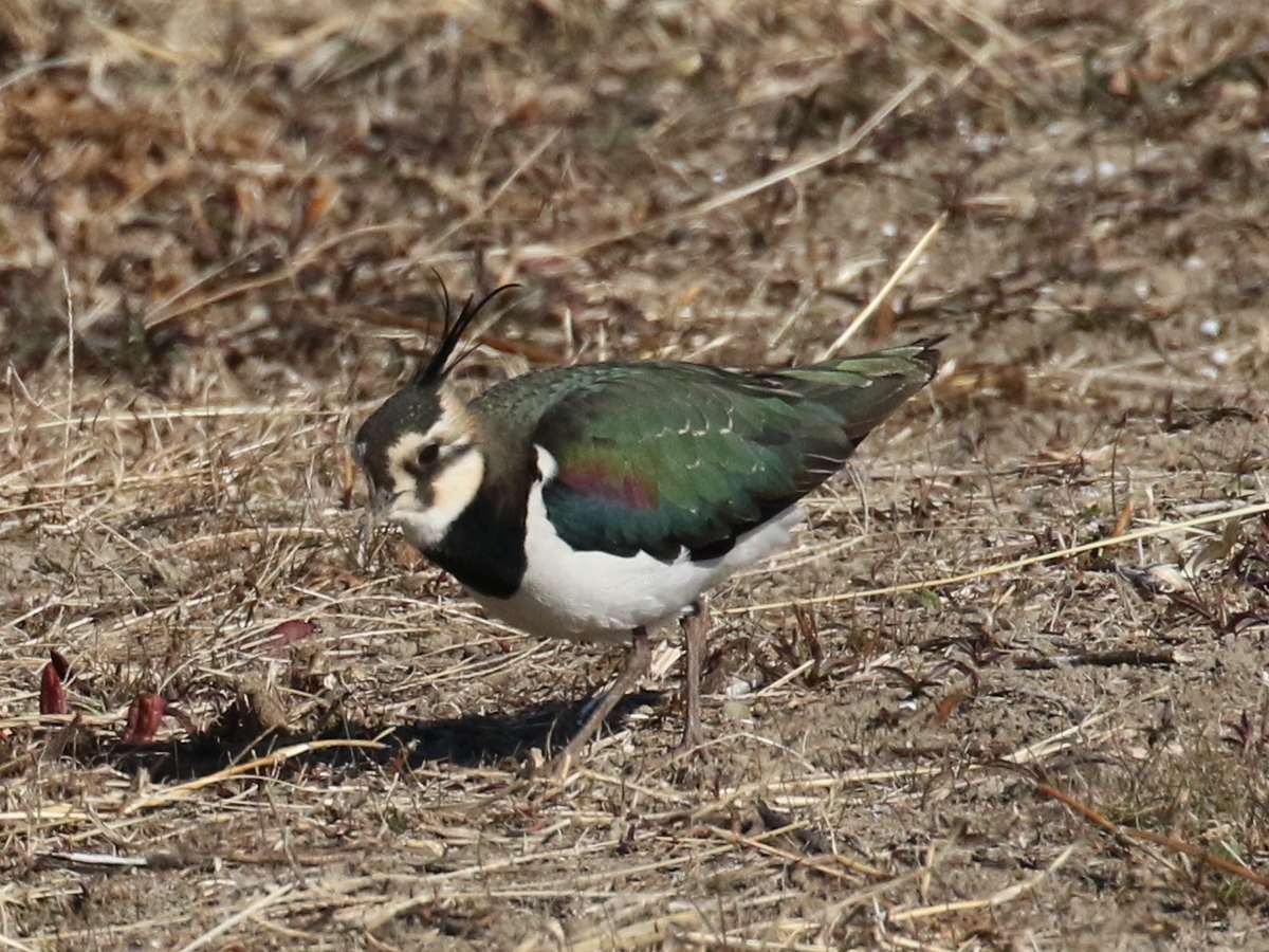 f:id:digibirds:20210110074309j:plain