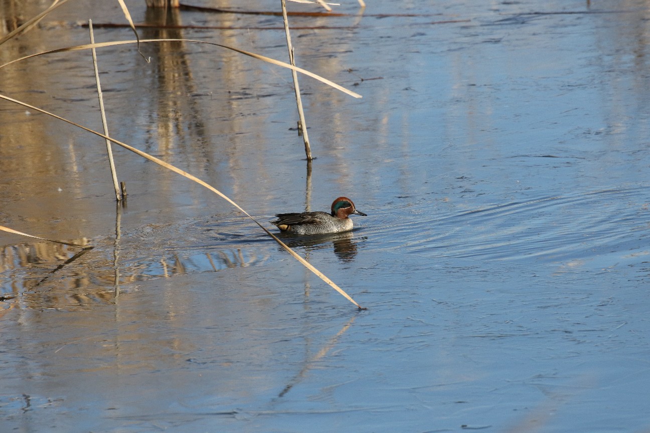 f:id:digibirds:20210110115130j:image f:id:digibirds:20210110115130j:image