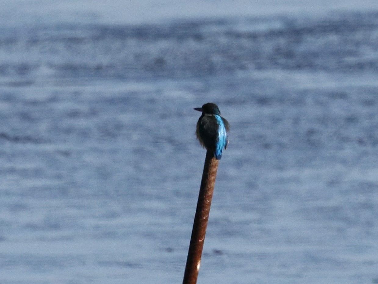 f:id:digibirds:20210110134351j:image