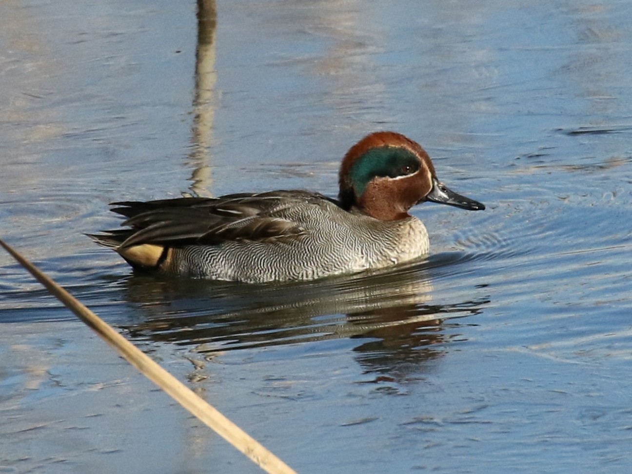 f:id:digibirds:20210110134438j:image f:id:digibirds:20210110134438j:image