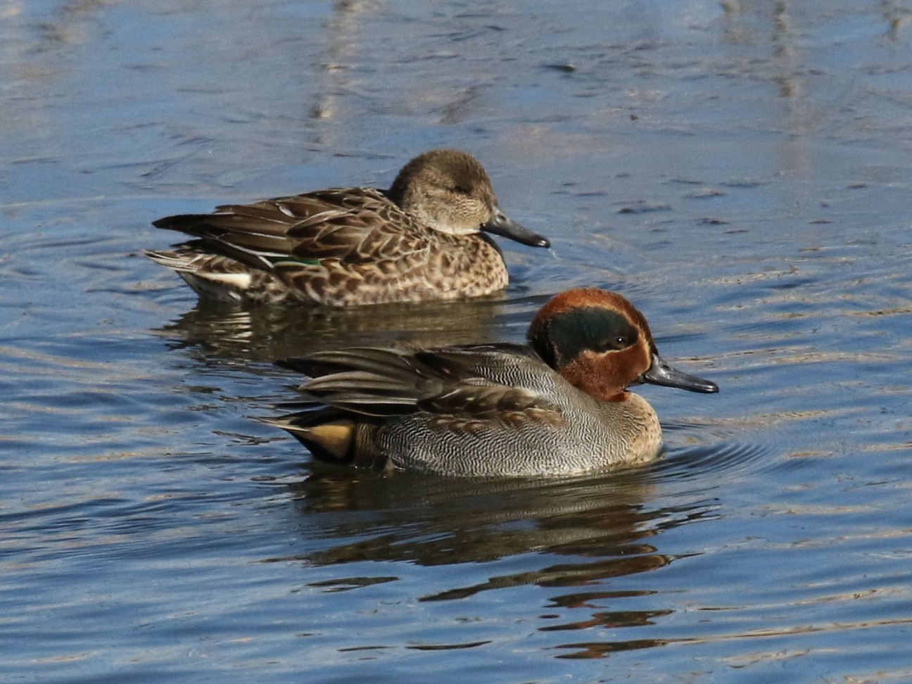 f:id:digibirds:20210110134455j:image f:id:digibirds:20210110134455j:image