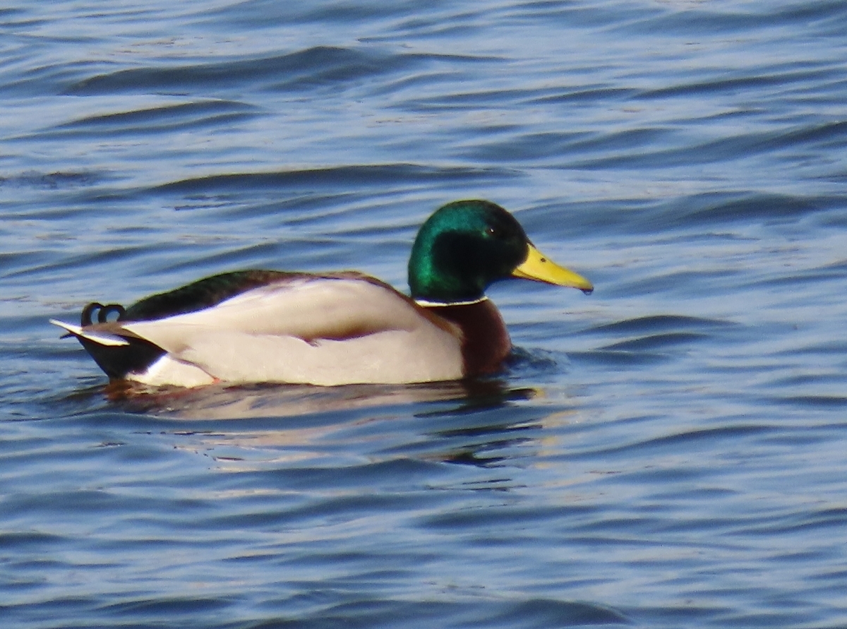 f:id:digibirds:20210116165614j:plain