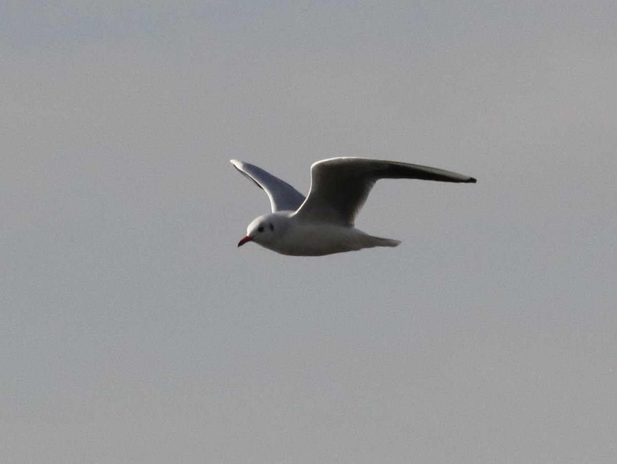 f:id:digibirds:20210122145214j:plain