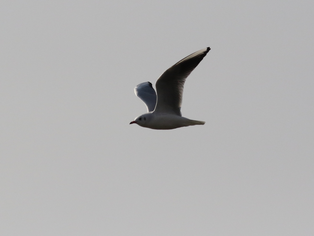f:id:digibirds:20210122145228j:plain