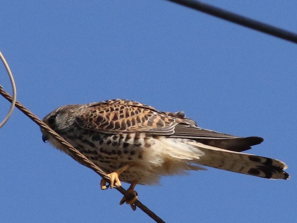 f:id:digibirds:20210131154930j:image