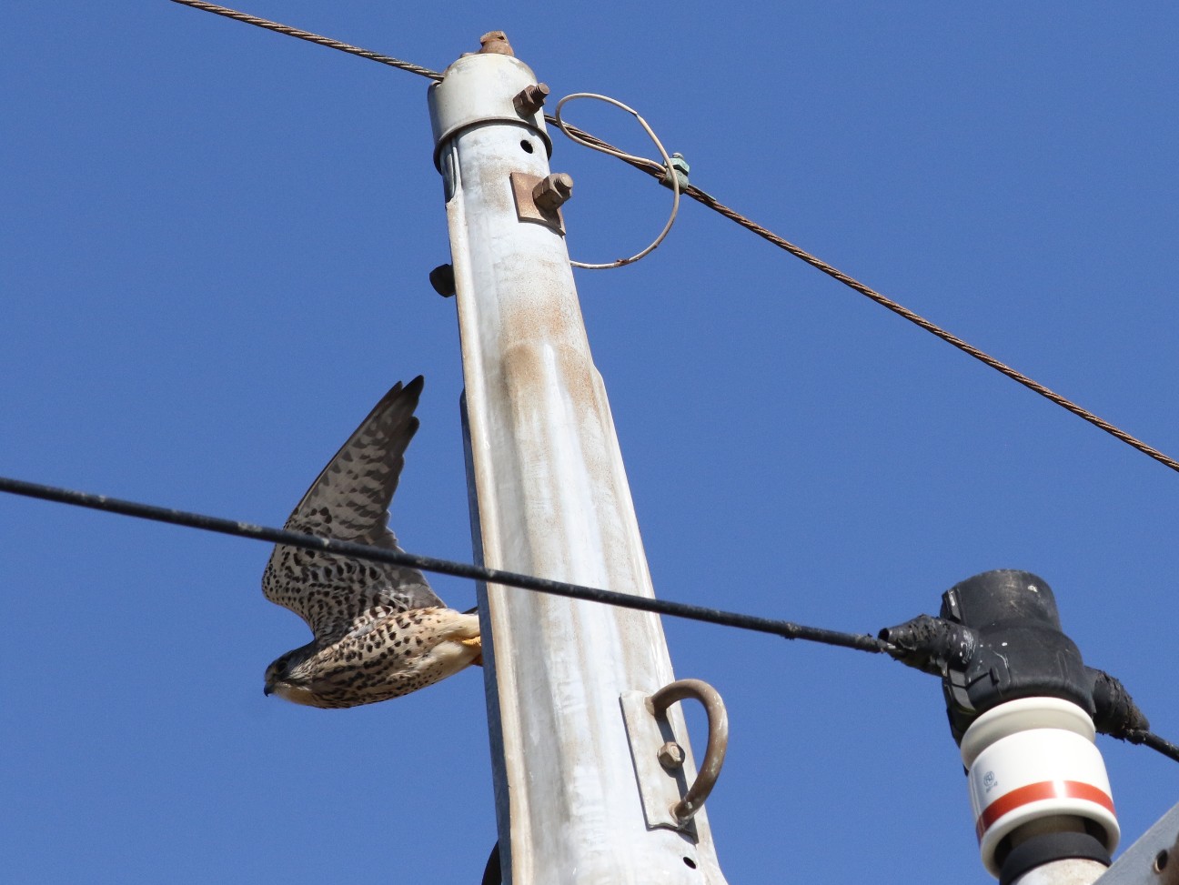 f:id:digibirds:20210131155022j:image