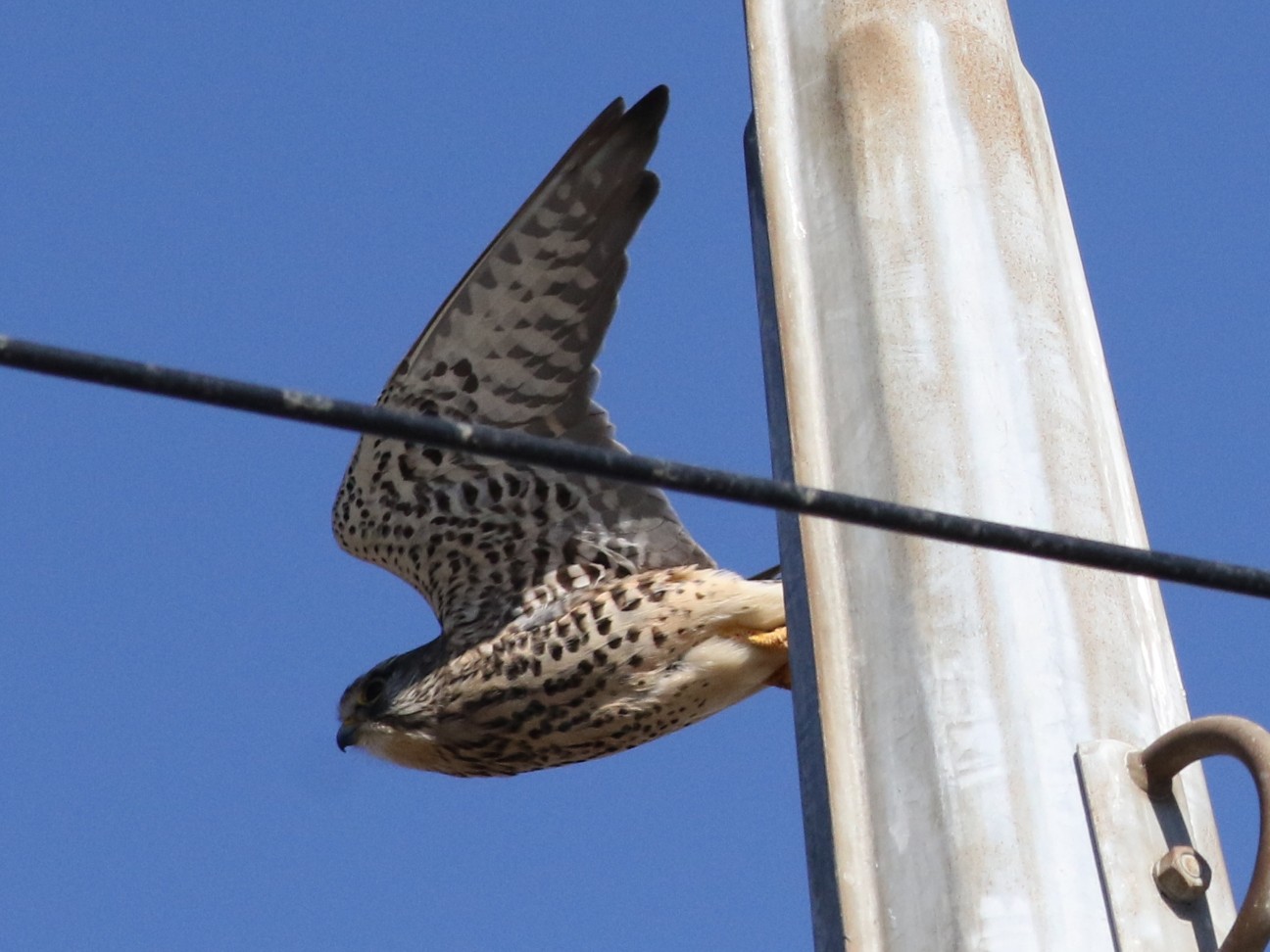 f:id:digibirds:20210131161131j:image
