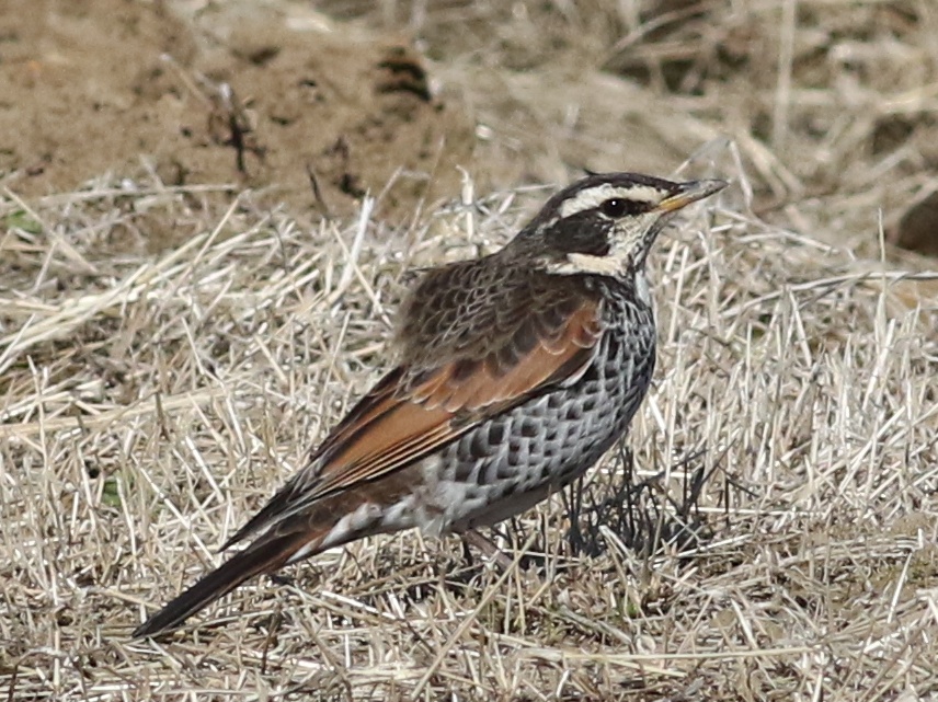 f:id:digibirds:20210131161647j:plain