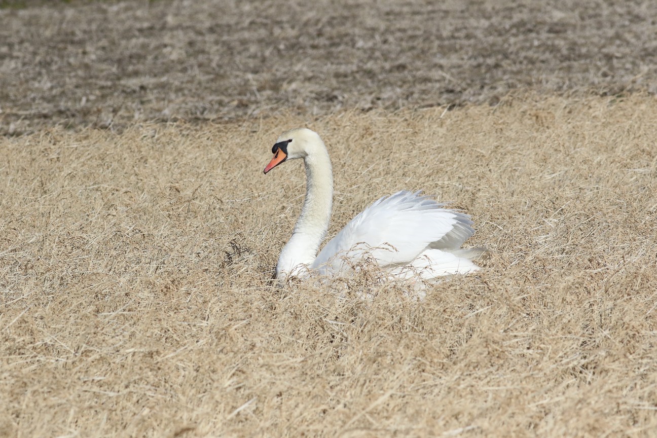 f:id:digibirds:20210201125407j:image f:id:digibirds:20210201125407j:image