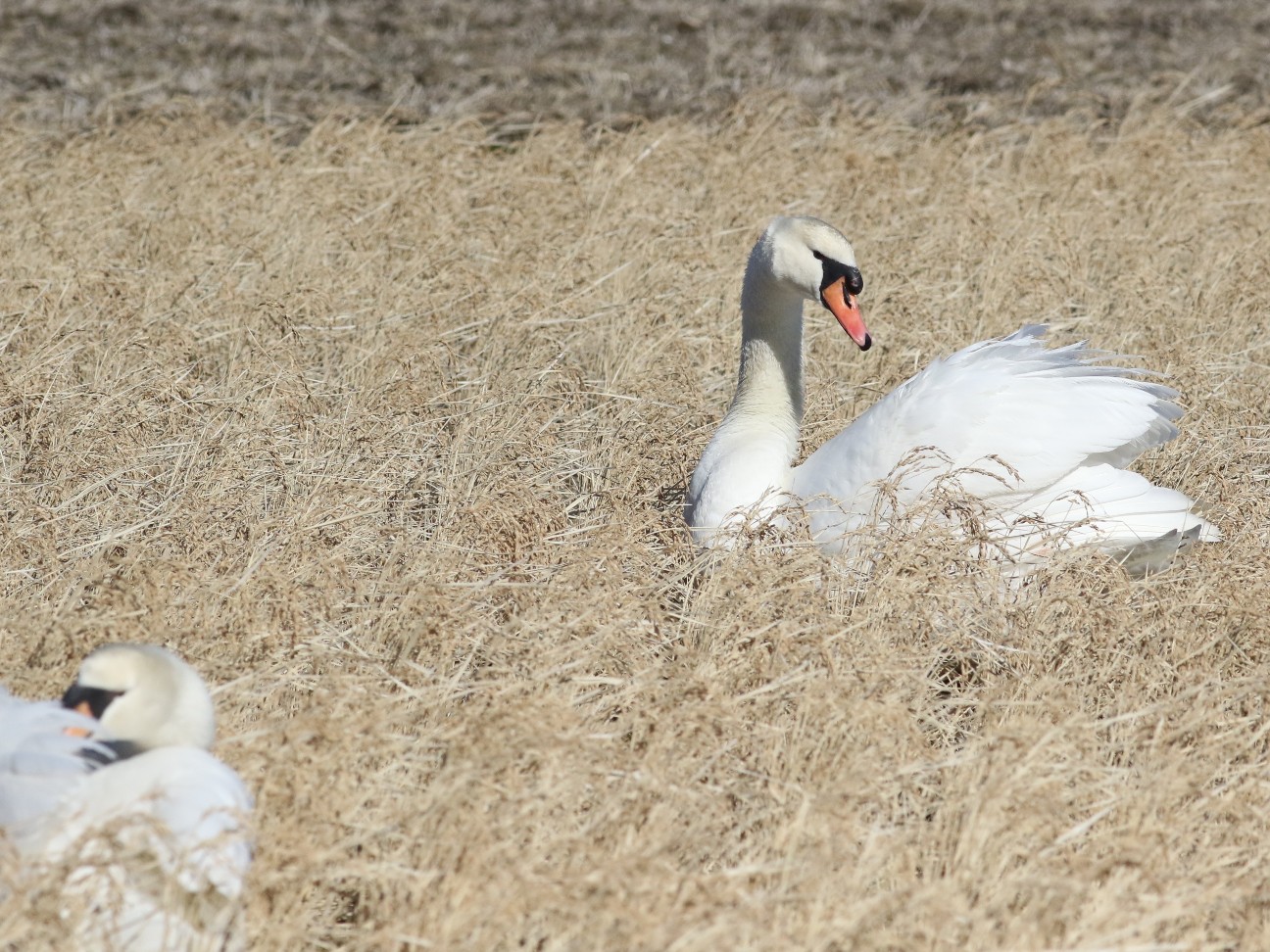 f:id:digibirds:20210201125710j:image f:id:digibirds:20210201125710j:image
