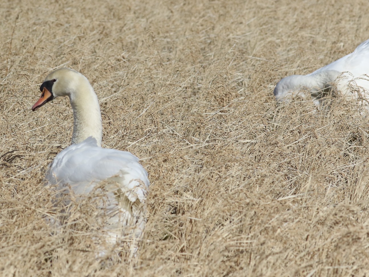 f:id:digibirds:20210201125744j:image f:id:digibirds:20210201125744j:image