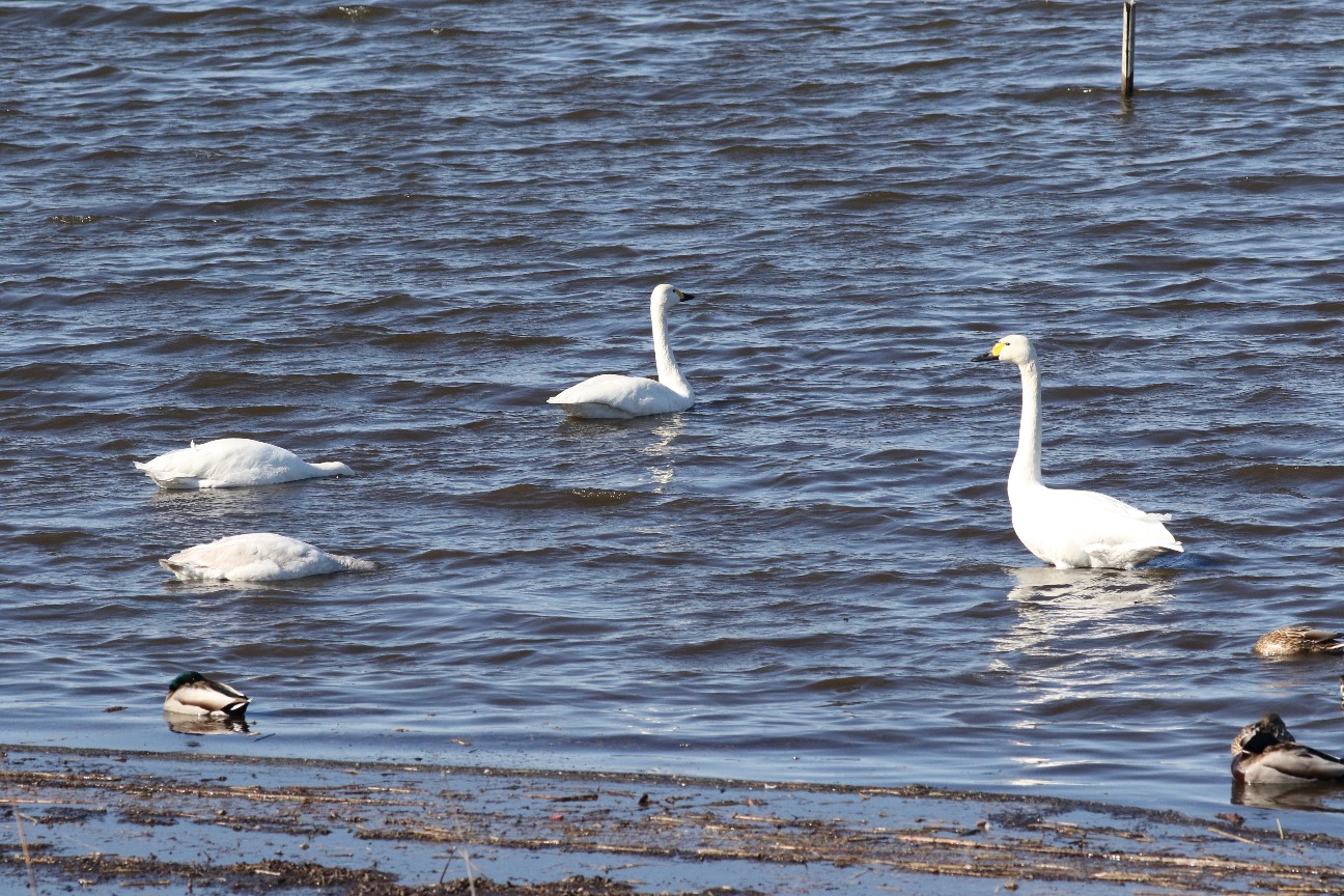 f:id:digibirds:20210203143739j:image