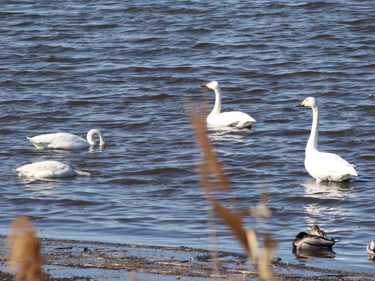 f:id:digibirds:20210203143845j:image