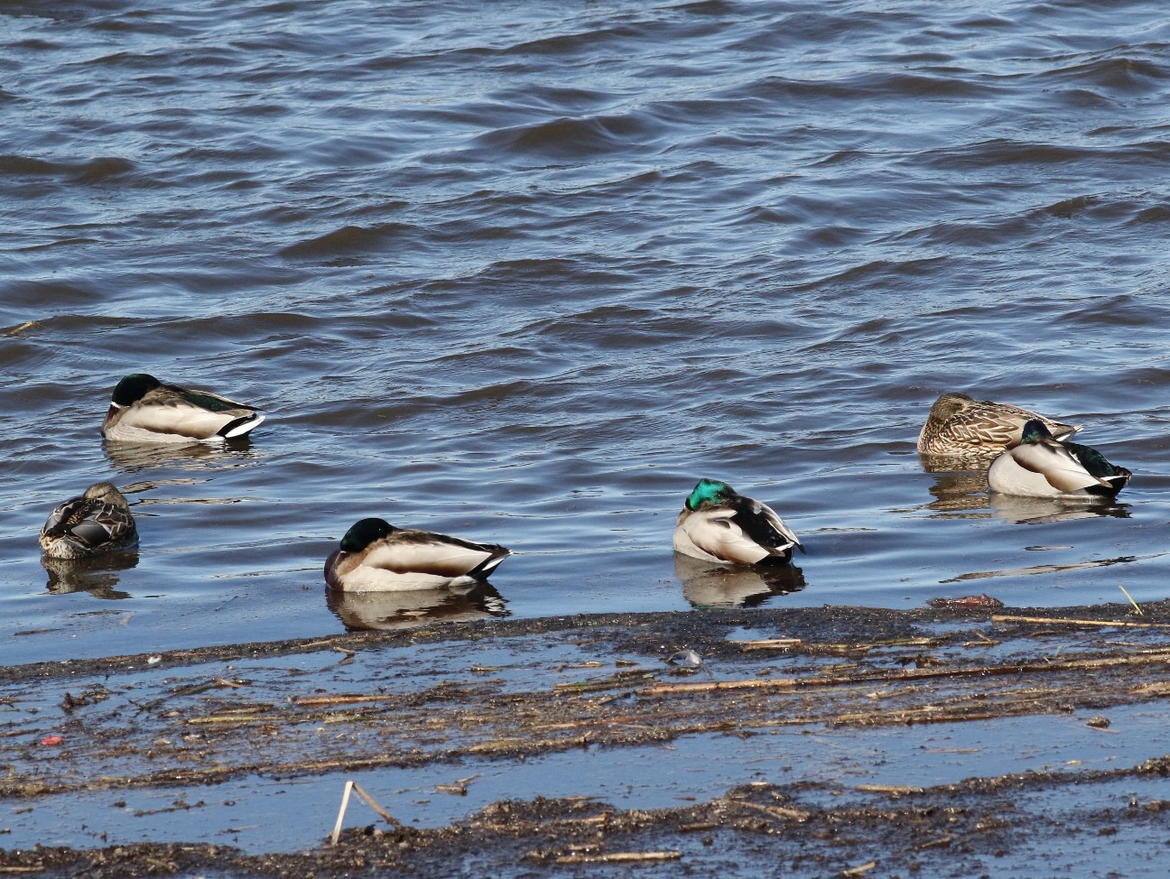 f:id:digibirds:20210204185653j:image