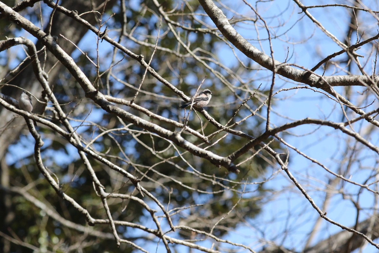 f:id:digibirds:20210207123059j:image f:id:digibirds:20210207123059j:image
