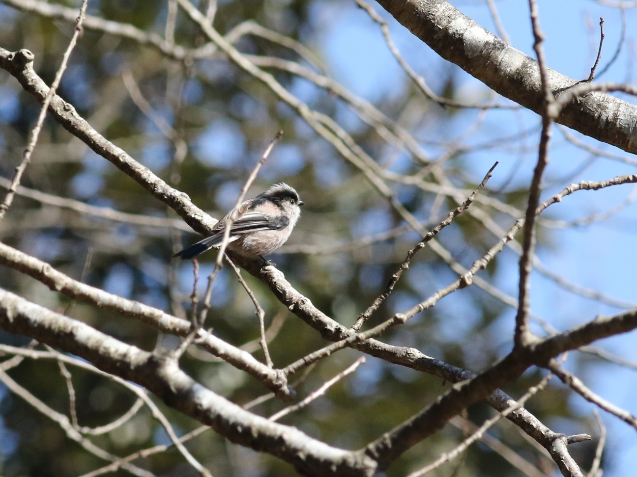 f:id:digibirds:20210207123453j:image f:id:digibirds:20210207123453j:image