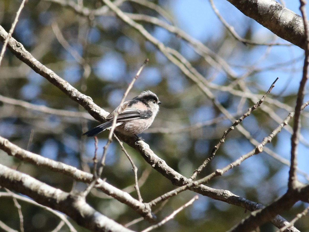 f:id:digibirds:20210207123506j:image f:id:digibirds:20210207123506j:image