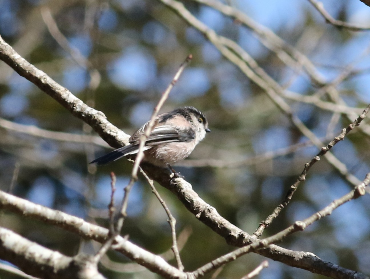 f:id:digibirds:20210207123906j:image f:id:digibirds:20210207123906j:image
