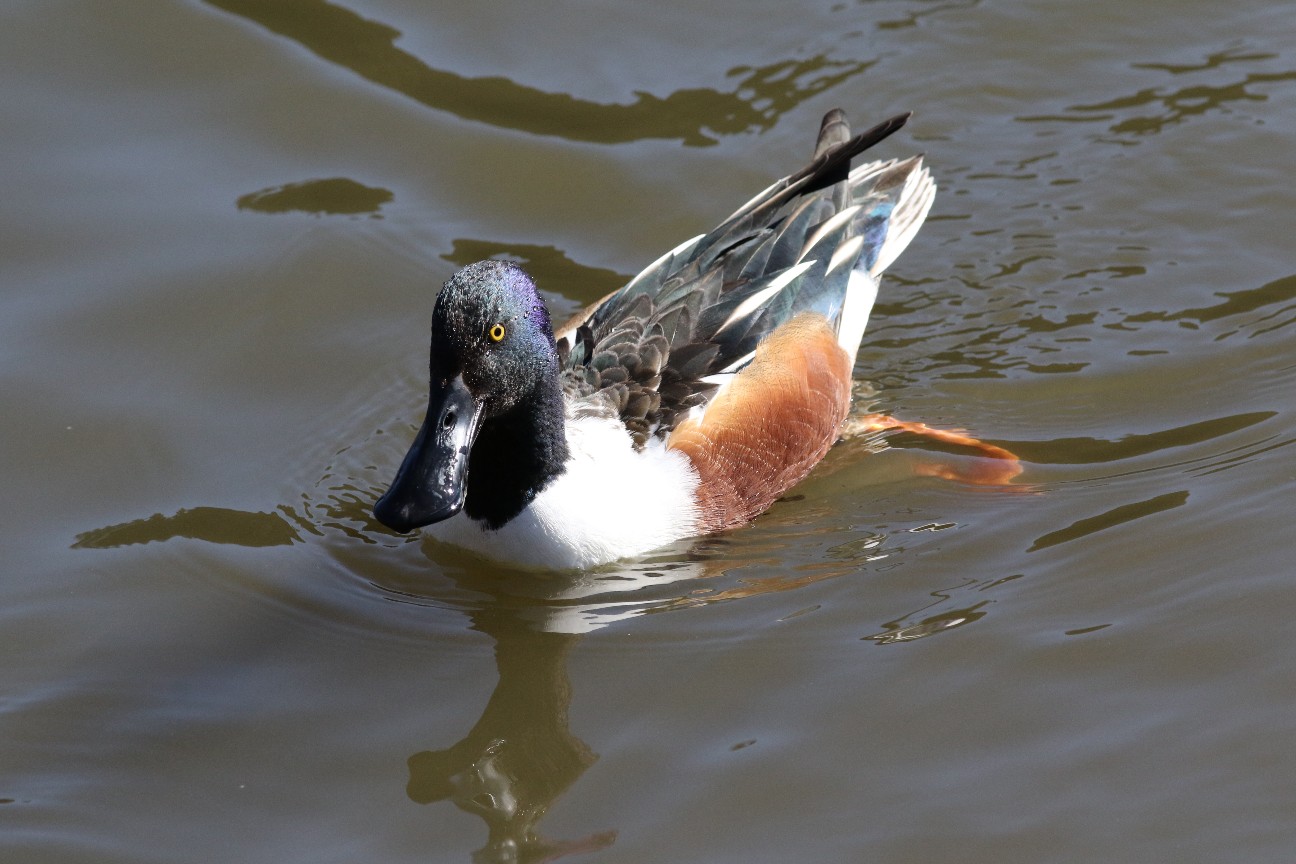 f:id:digibirds:20210209090600j:image f:id:digibirds:20210209090600j:image