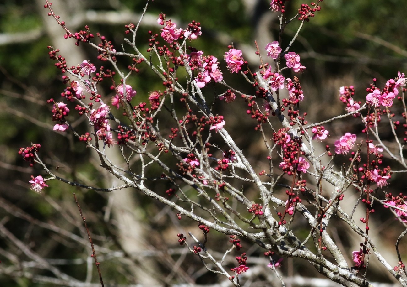 f:id:digibirds:20210210131335j:image