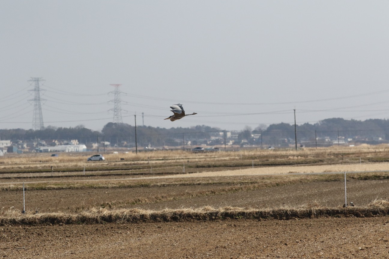f:id:digibirds:20210211140827j:image