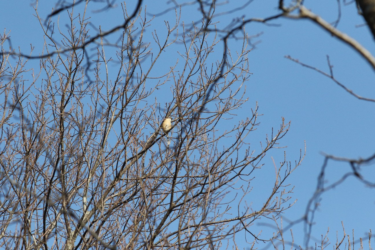 f:id:digibirds:20210213110518j:image f:id:digibirds:20210213110518j:image