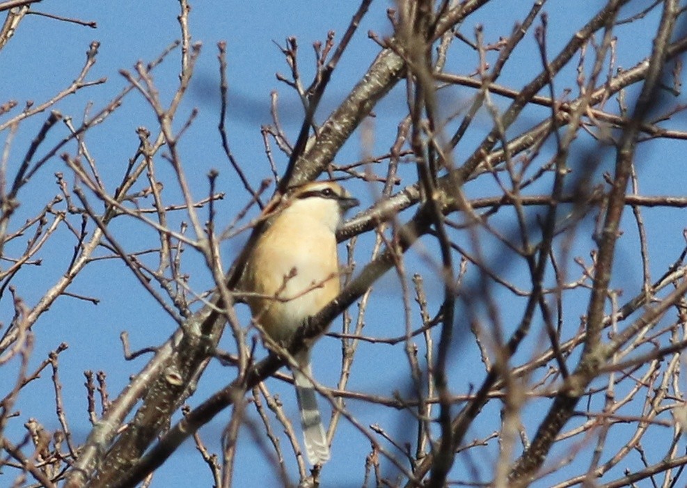 f:id:digibirds:20210213110629j:image f:id:digibirds:20210213110629j:image