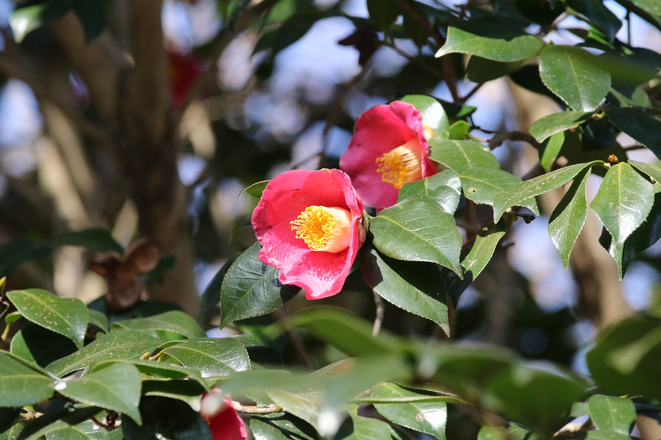 f:id:digibirds:20210213154757j:image f:id:digibirds:20210213154757j:image