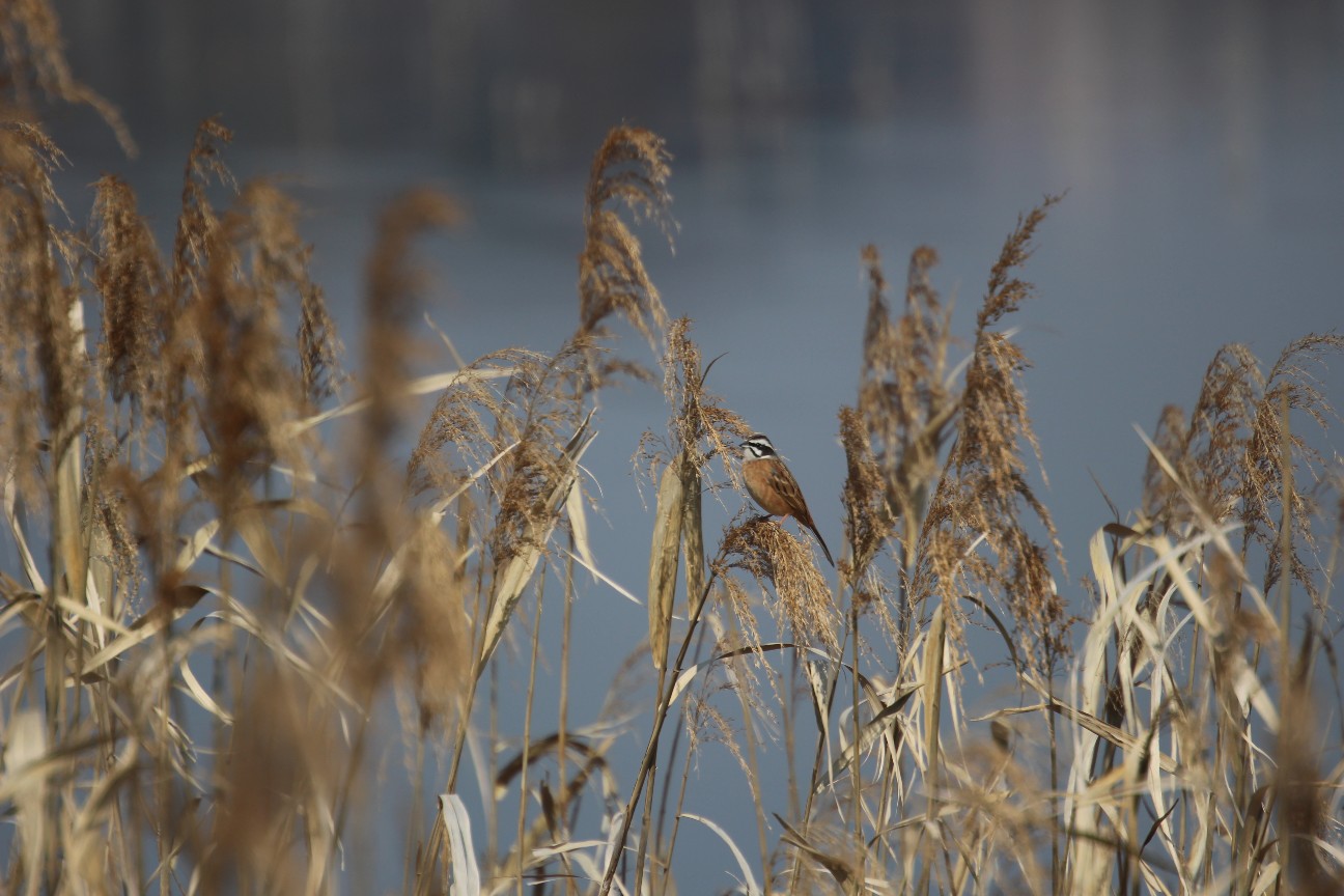 f:id:digibirds:20210214130755j:image f:id:digibirds:20210214130755j:image