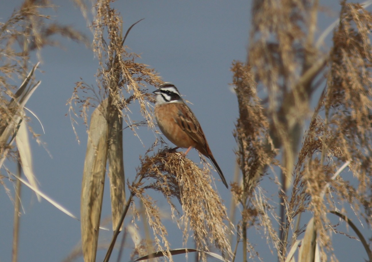 f:id:digibirds:20210214130907j:image f:id:digibirds:20210214130907j:image