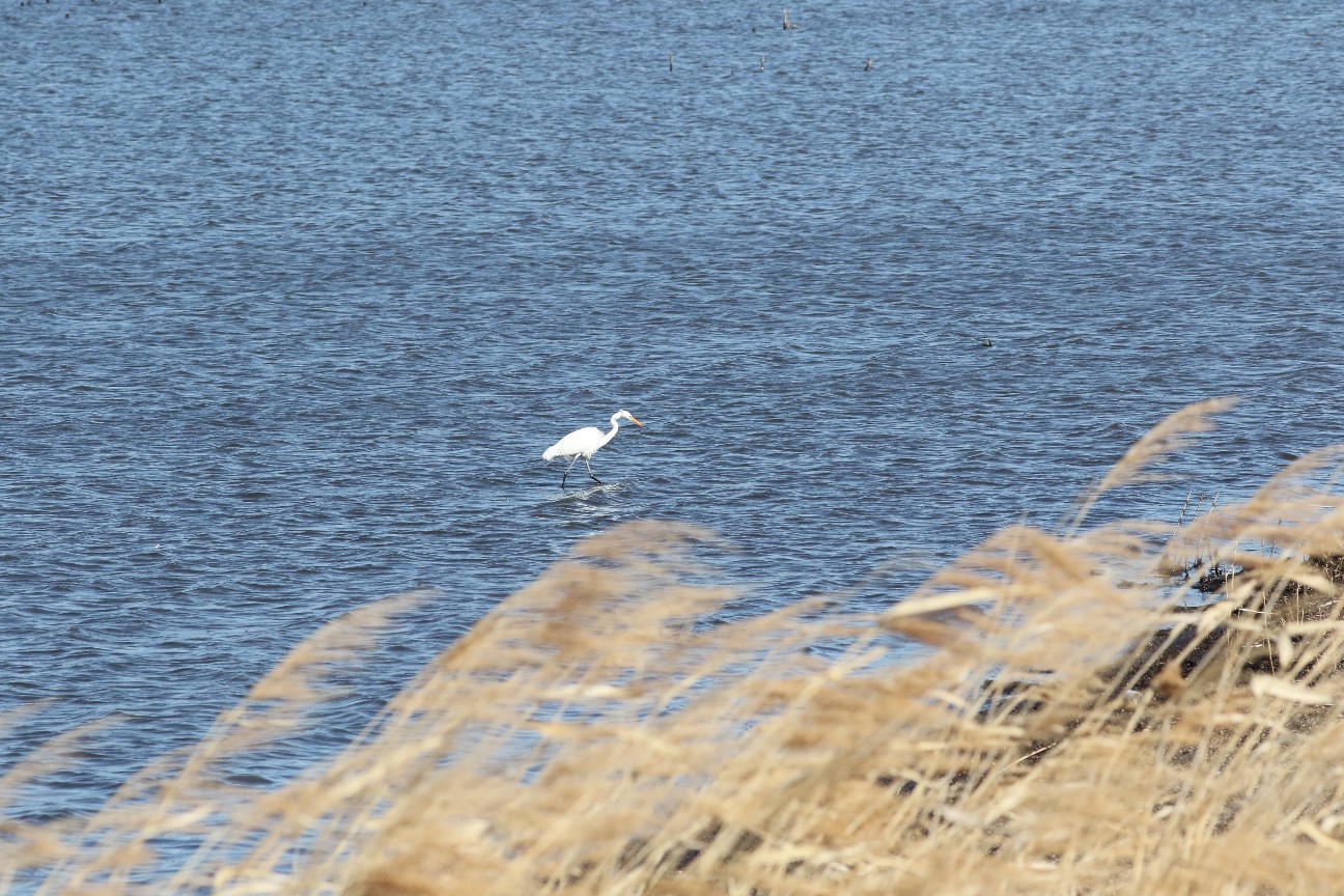 f:id:digibirds:20210219151554j:image