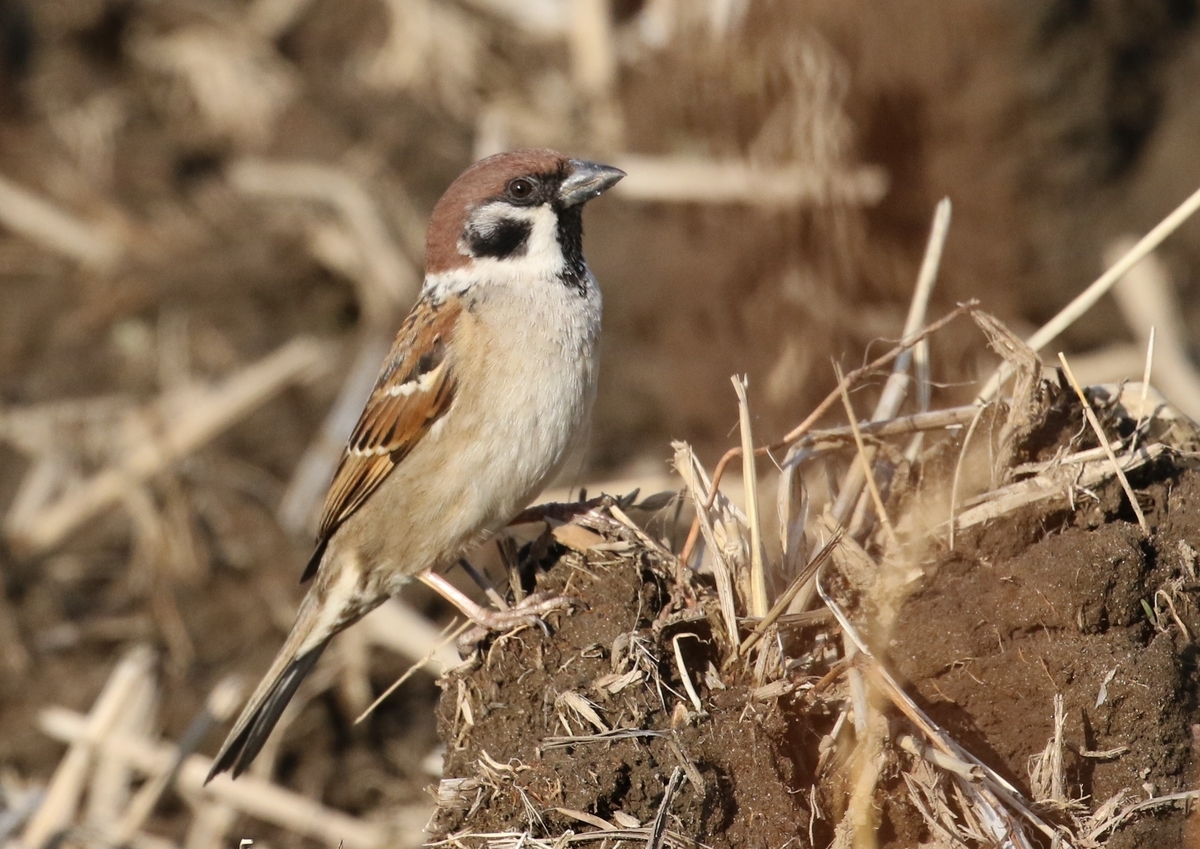 f:id:digibirds:20210222161632j:plain