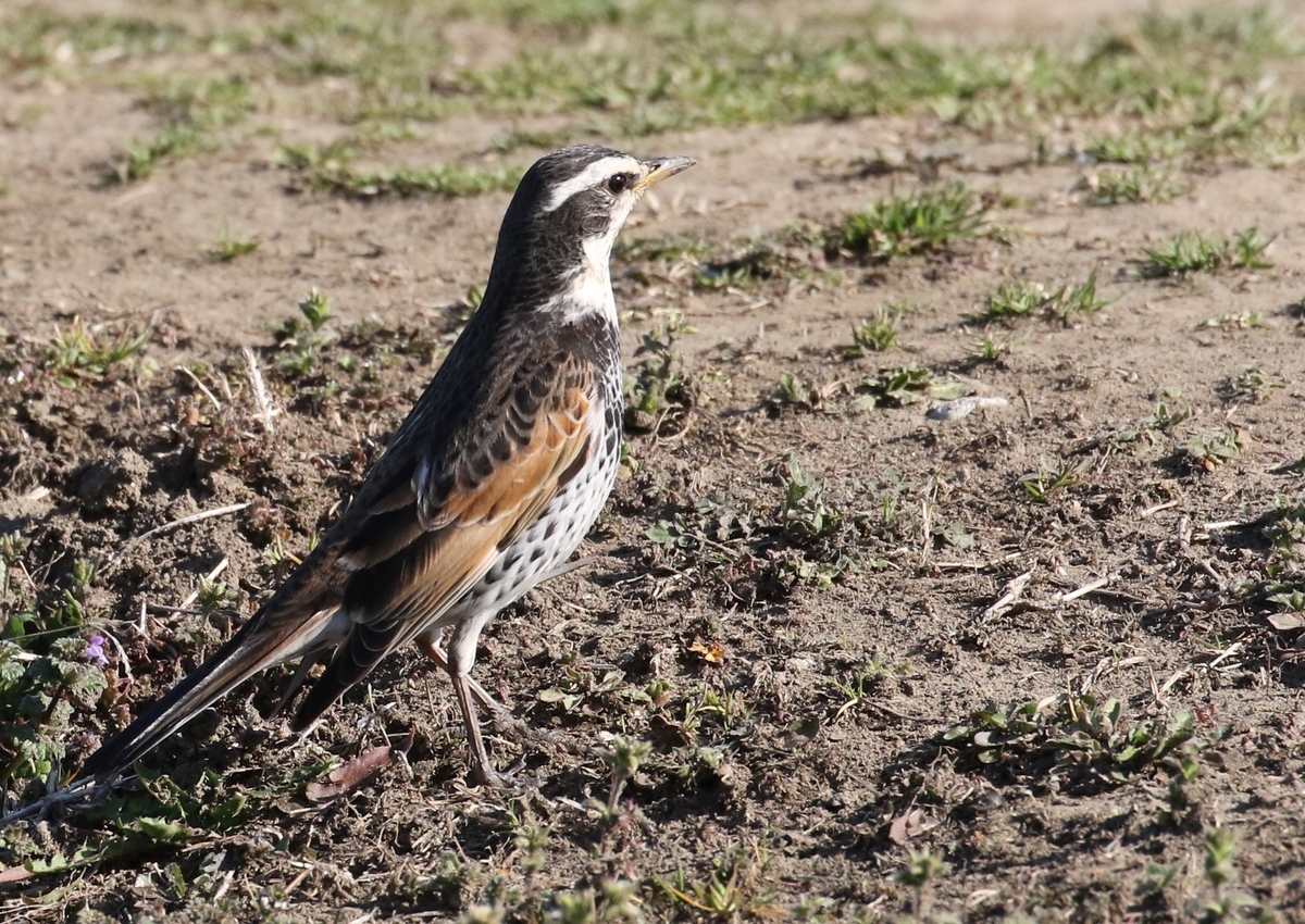 f:id:digibirds:20210223124624j:plain