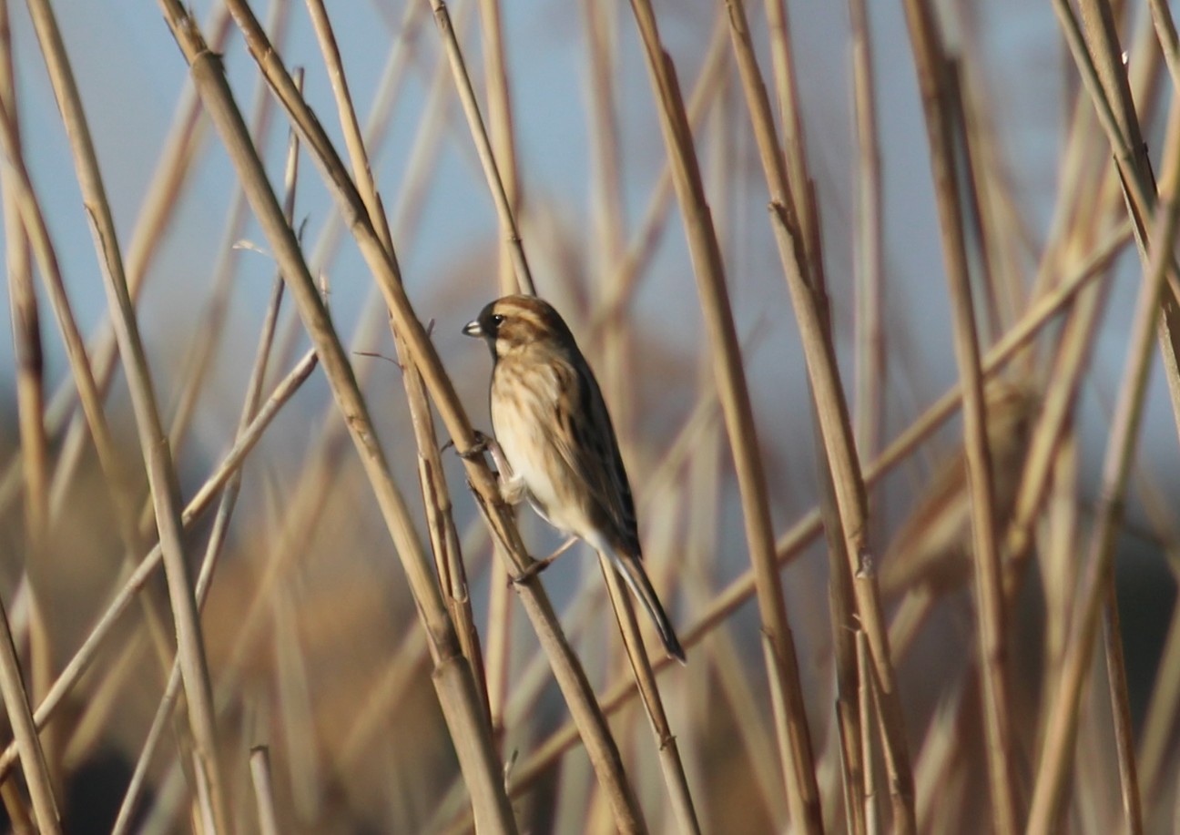 f:id:digibirds:20210223125836j:image f:id:digibirds:20210223125836j:image