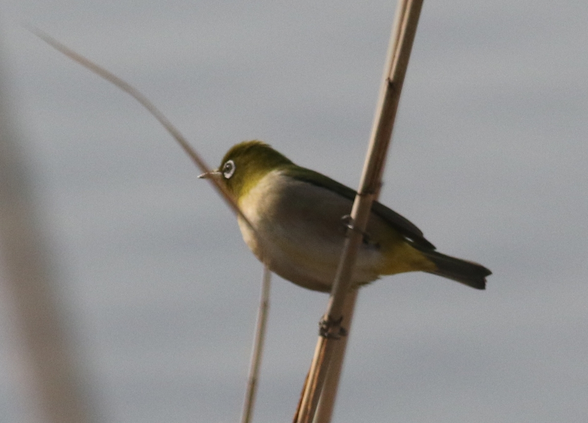 f:id:digibirds:20210227101545j:plain