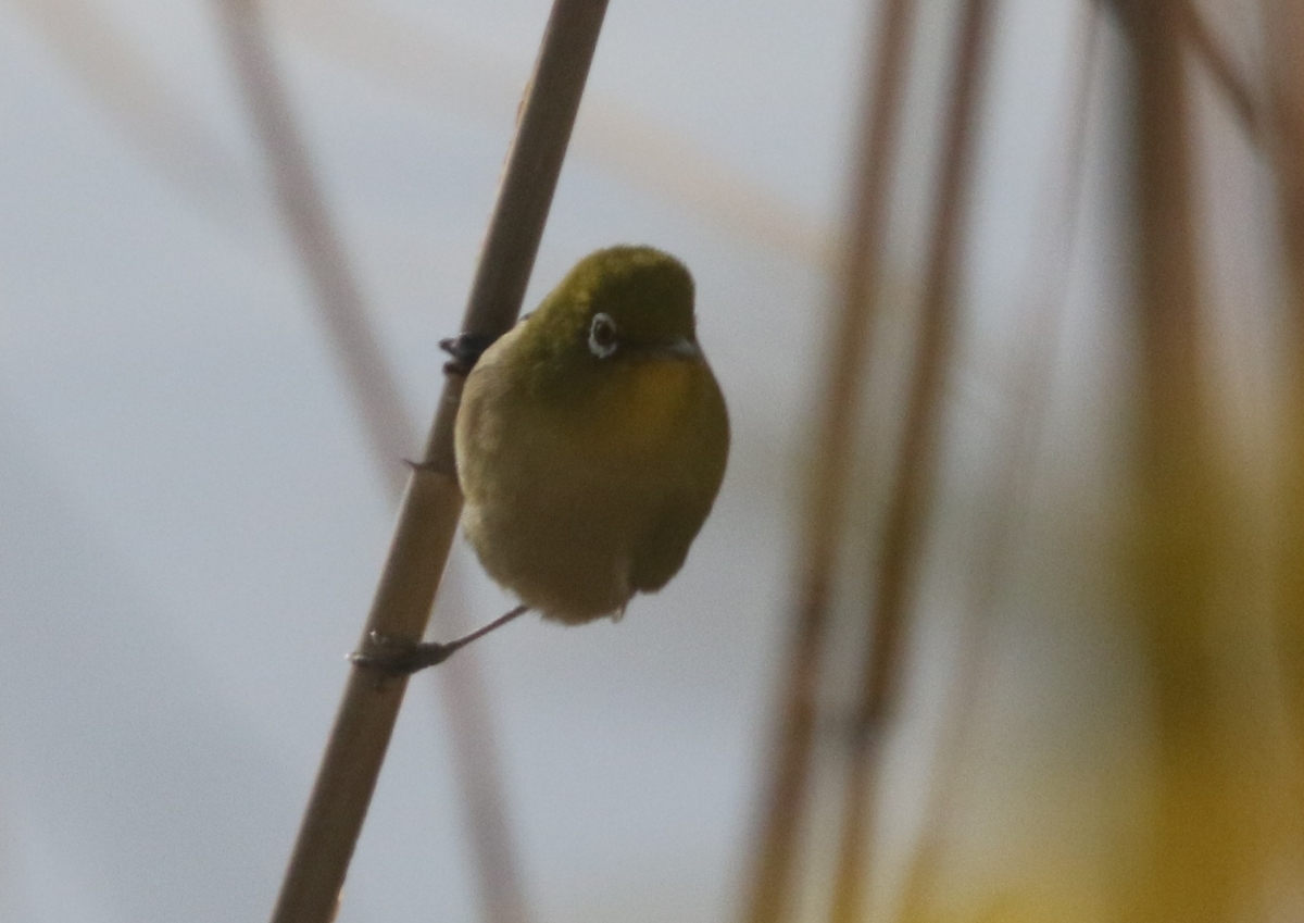 f:id:digibirds:20210227101643j:plain