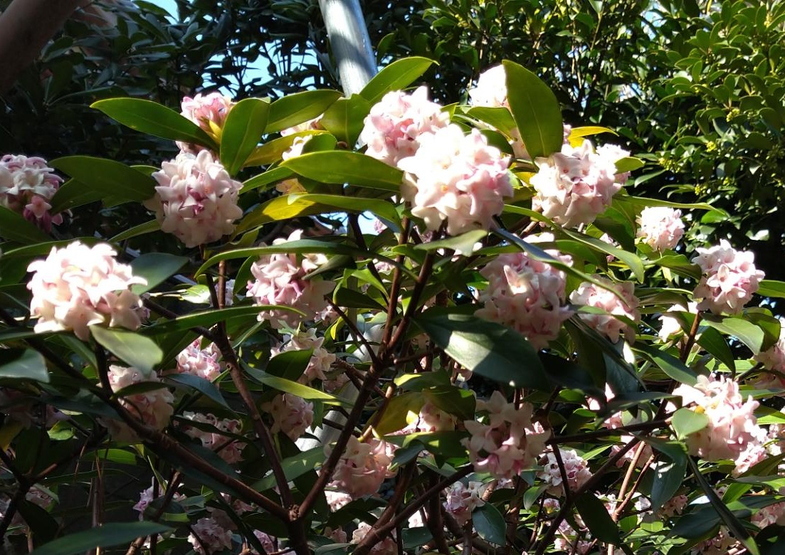 f:id:digibirds:20210316104621j:plain