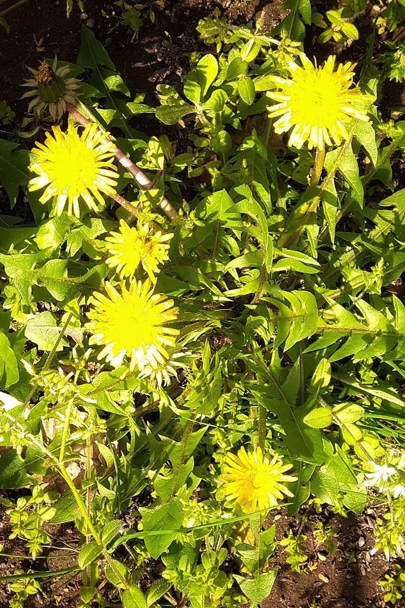 f:id:digibirds:20210327113211j:plain