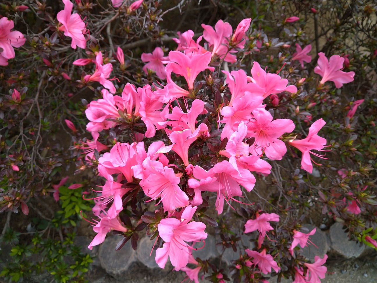 f:id:digibirds:20210512164049j:image f:id:digibirds:20210512164049j:image