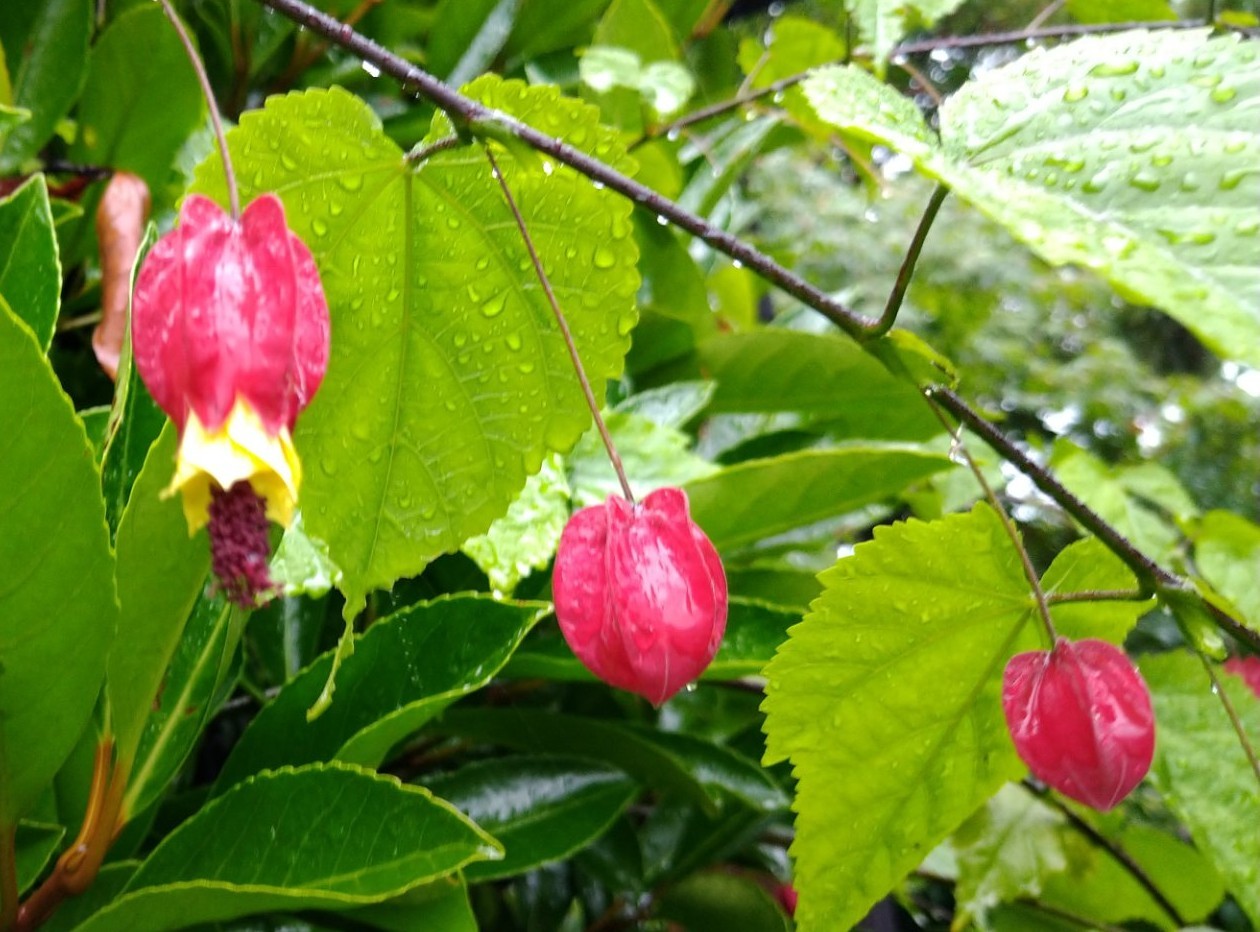 f:id:digibirds:20210629070410j:image