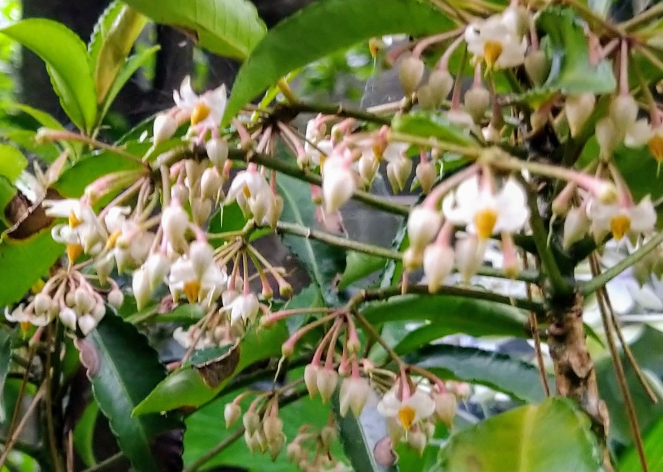 f:id:digibirds:20210712074717j:image f:id:digibirds:20210712074717j:image