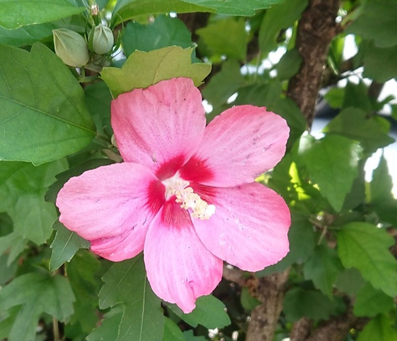 f:id:digibirds:20210712142202j:image