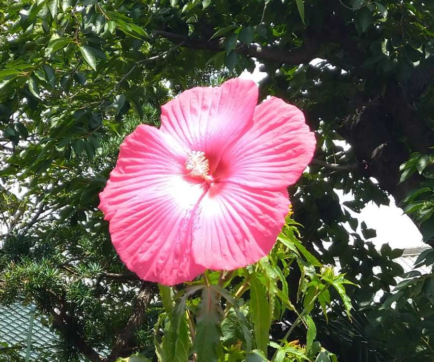 f:id:digibirds:20210716115623j:plain