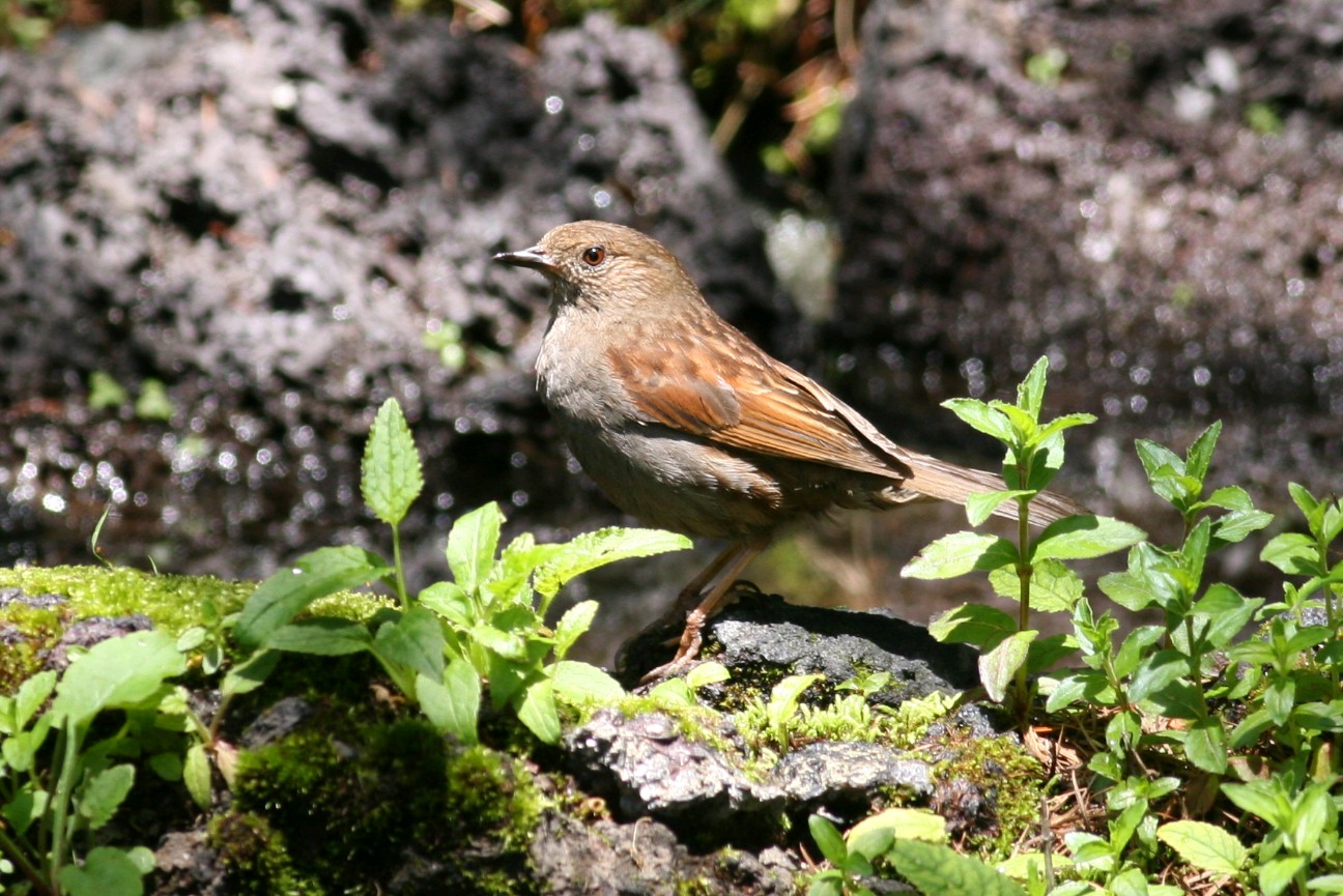f:id:digibirds:20210717113802j:image
