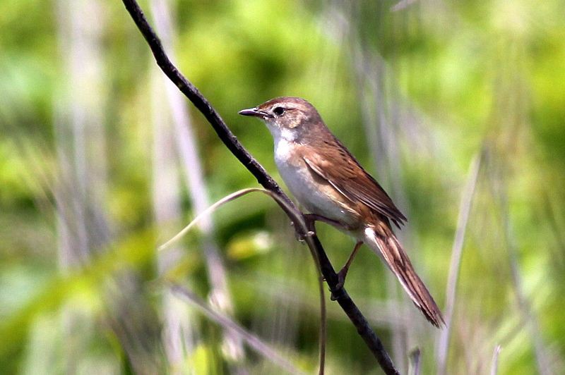 f:id:digibirds:20210718123256j:image
