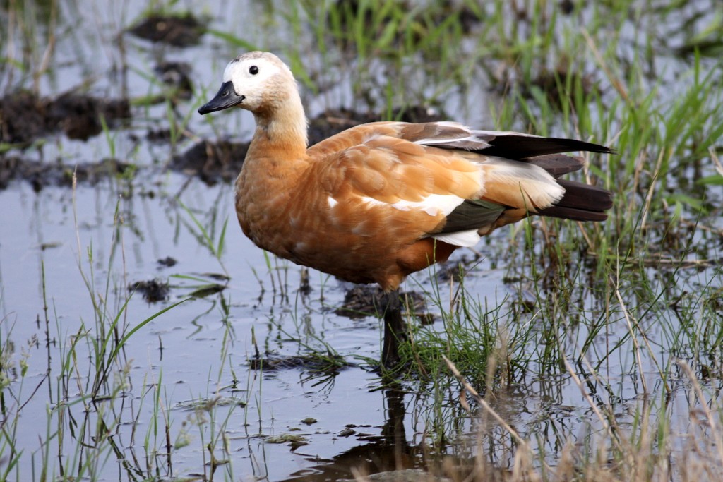 f:id:digibirds:20210718124110j:image