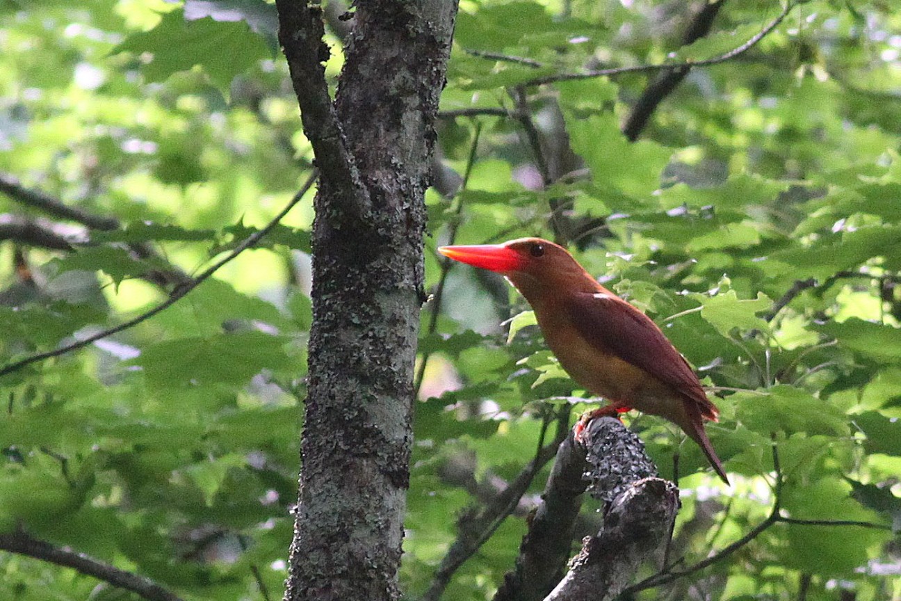 f:id:digibirds:20210718223023j:image f:id:digibirds:20210718223023j:image