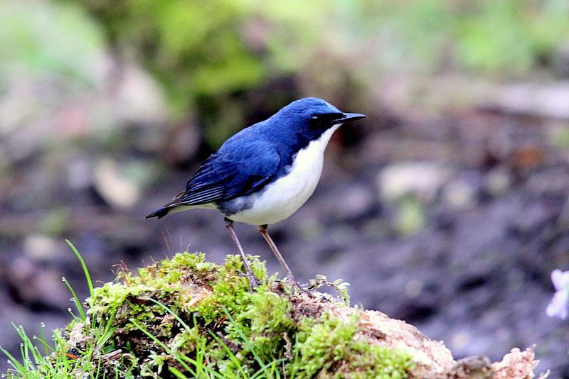 f:id:digibirds:20210718225040j:plain