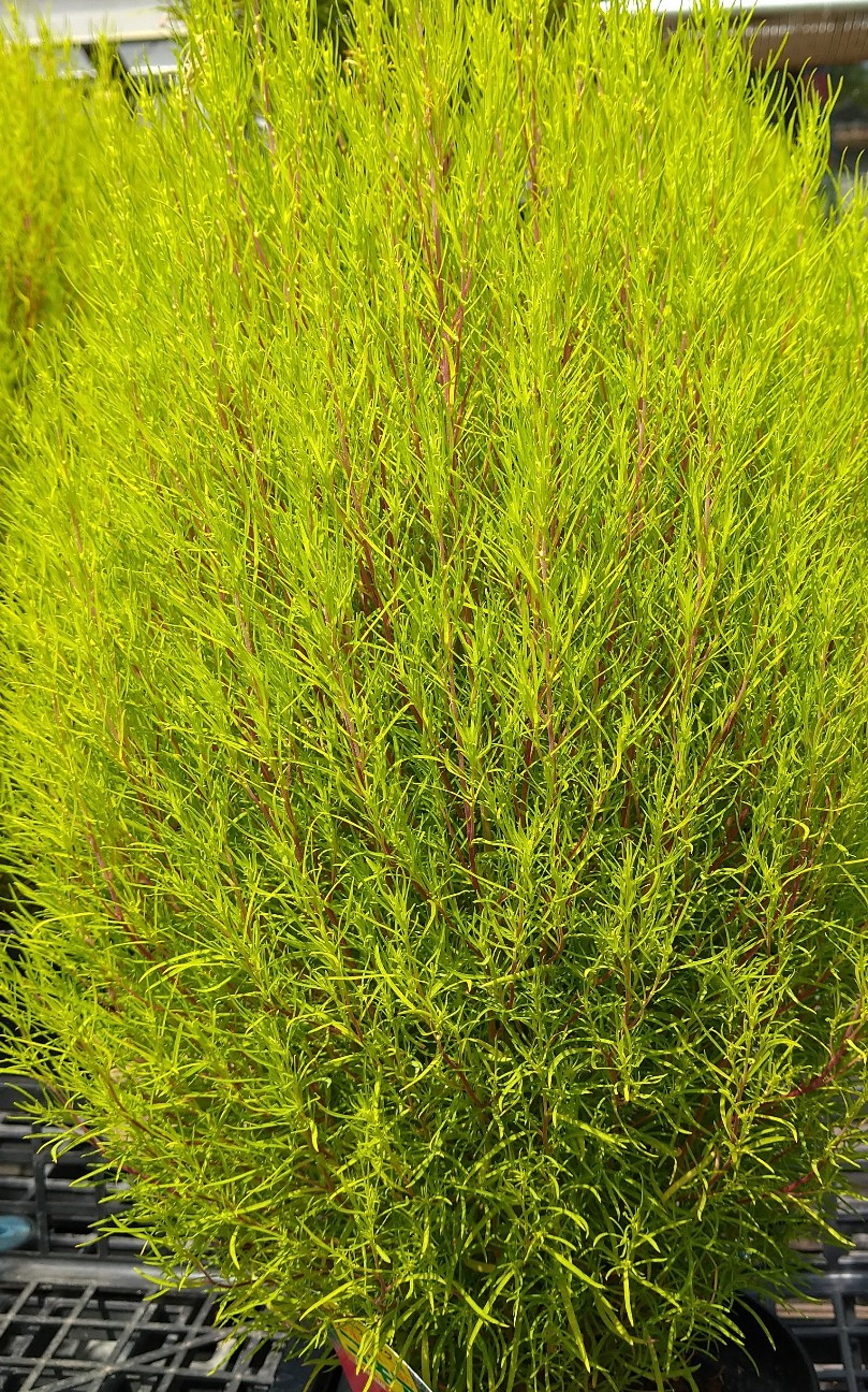 f:id:digibirds:20210723120616j:image f:id:digibirds:20210723120616j:image